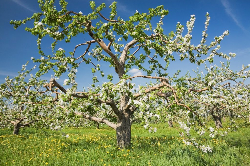 Tree in blossom